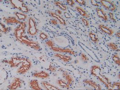 Alanine Aminopeptidase (AAP) Polyclonal Antibody - image 5