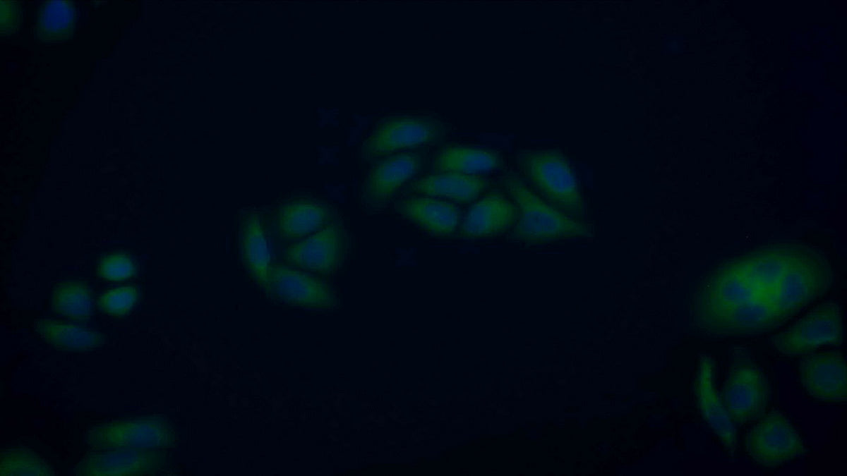 Protein Disulfide Isomerase (PDI) Polyclonal Antibody - image 4