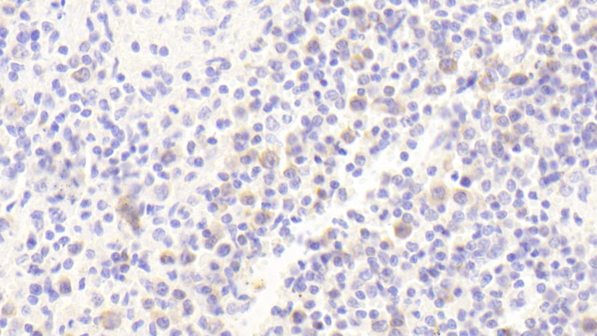 Tumor Necrosis Factor Receptor Superfamily, Member 7 (TNFRSF7) Polyclonal Antibody - image 4