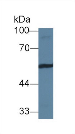 Western Blot; Sample: Recombinant protein.