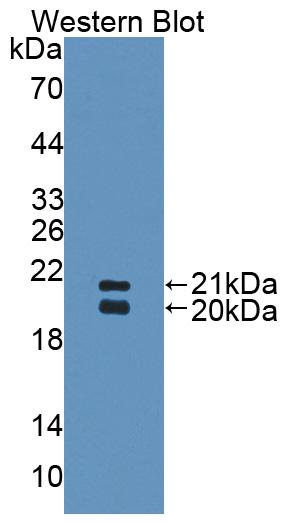 Surfactant Associated Protein D (SPD) Polyclonal Antibody - image 3