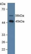 Western Blot; Sample: Recombinant SPD, Human.