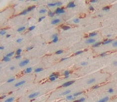 Glypican 1 (GPC1) Polyclonal Antibody - image 3