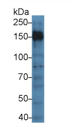 Western Blot; Sample: Recombinant protein.