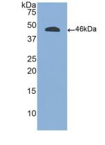 Protein Tyrosine Phosphatase Receptor Type C (CD45) Polyclonal Antibody - image 2