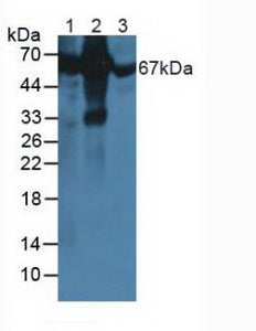 Western Blot; Sample: Human Serum; ; Primary Ab: 1µg/ml Rabbit Anti-Simian ALB Antibody; Second Ab: 0.2µg/mL HRP-Linked Caprine Anti-Rabbit IgG Polyclonal Antibody;
