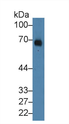 Albumin (ALB) Polyclonal Antibody - image 3