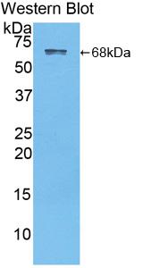 Albumin (ALB) Polyclonal Antibody - image 2