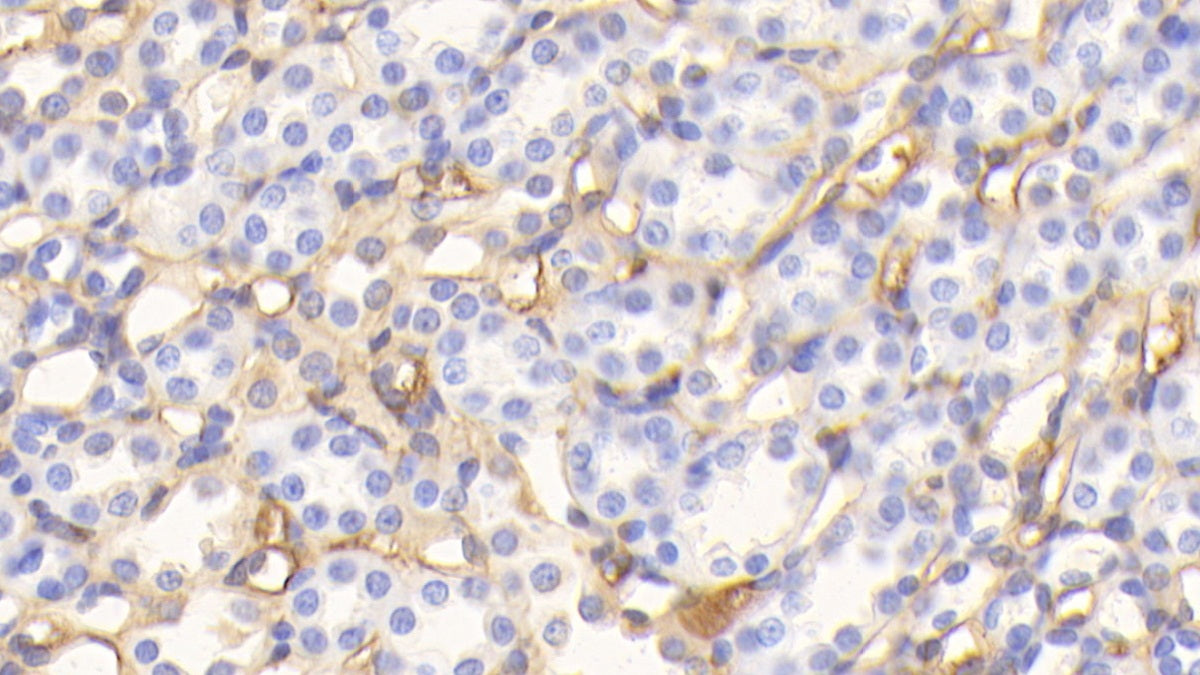 DABstainingonIHC-P.Samples:RatTissue)