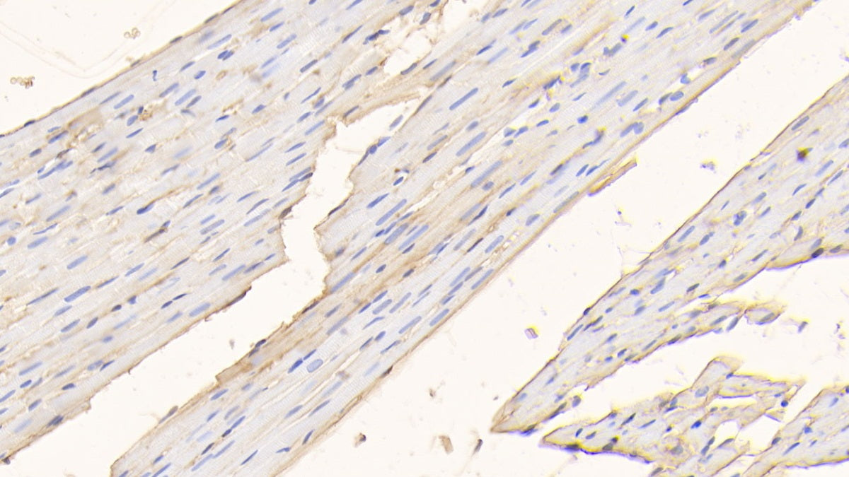 Albumin (ALB) Polyclonal Antibody - image 4
