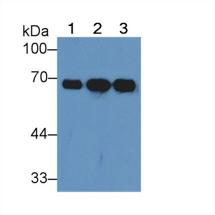 Albumin (ALB) Polyclonal Antibody - image 2
