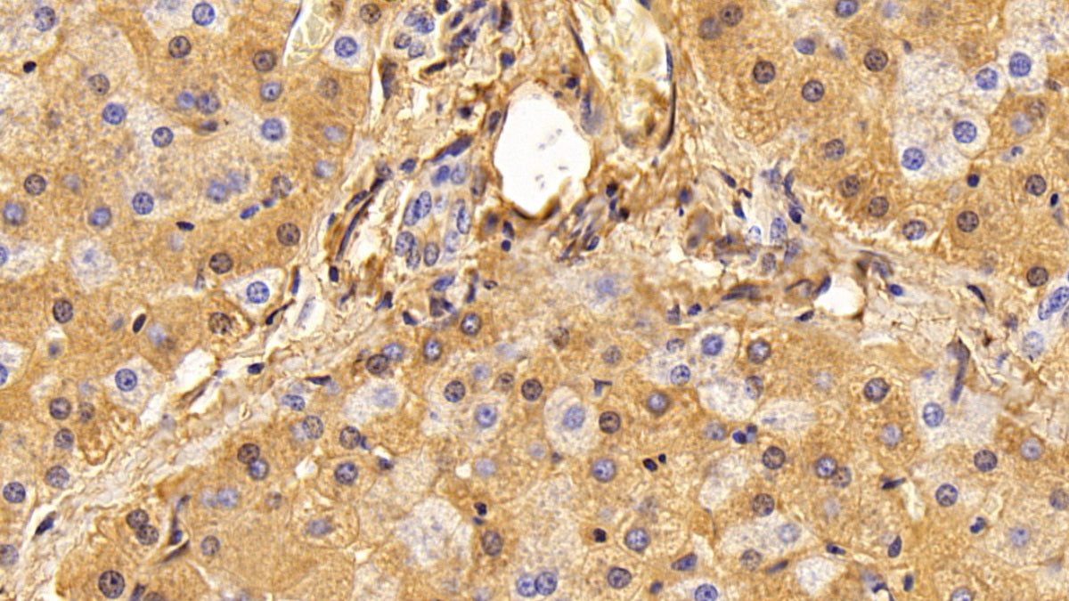 Albumin (ALB) Polyclonal Antibody - image 4