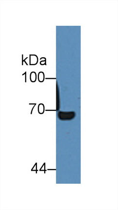 Albumin (ALB) Polyclonal Antibody - image 2