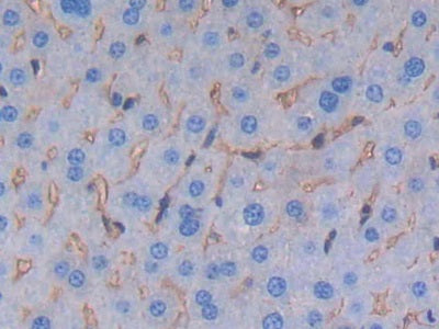 DAB staining on IHC-P; Samples: Mouse Brain Tissue