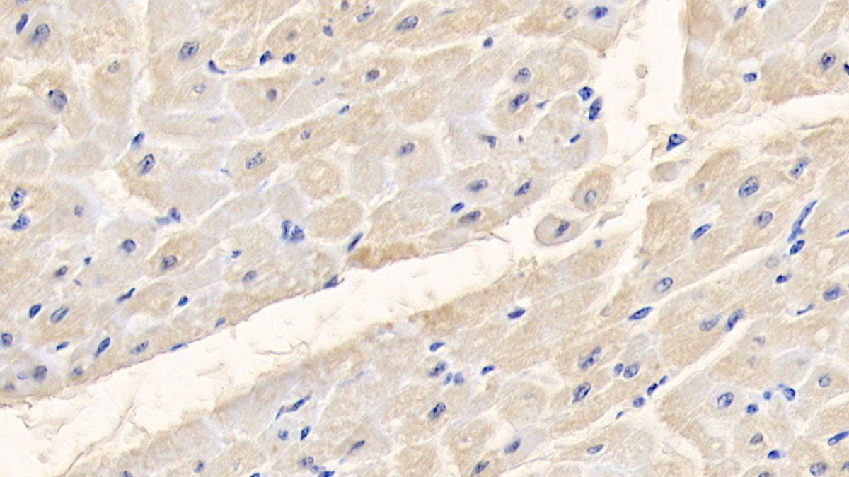 Albumin (ALB) Polyclonal Antibody - image 3