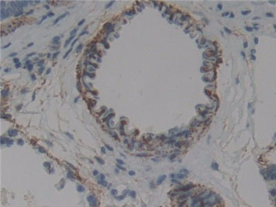 Ubiquitin Activating Enzyme E1 Like Protein (UBE1L) Polyclonal Antibody - image 4