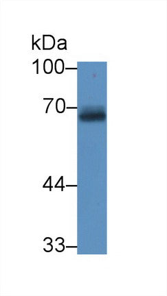 Western Blot; Sample: Recombinant protein.