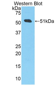 Amyloid Precursor Protein (APP) Polyclonal Antibody - image 2