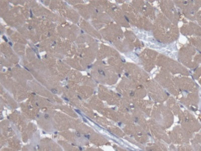 Angiopoietin Like Protein 4 (ANGPTL4) Polyclonal Antibody - image 4