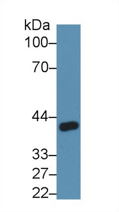 Western Blot; Sample: Recombinant protein.