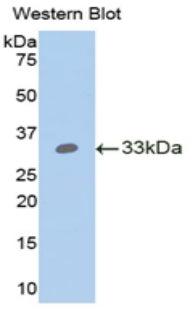 Angiopoietin Like Protein 4 (ANGPTL4) Polyclonal Antibody - image 2