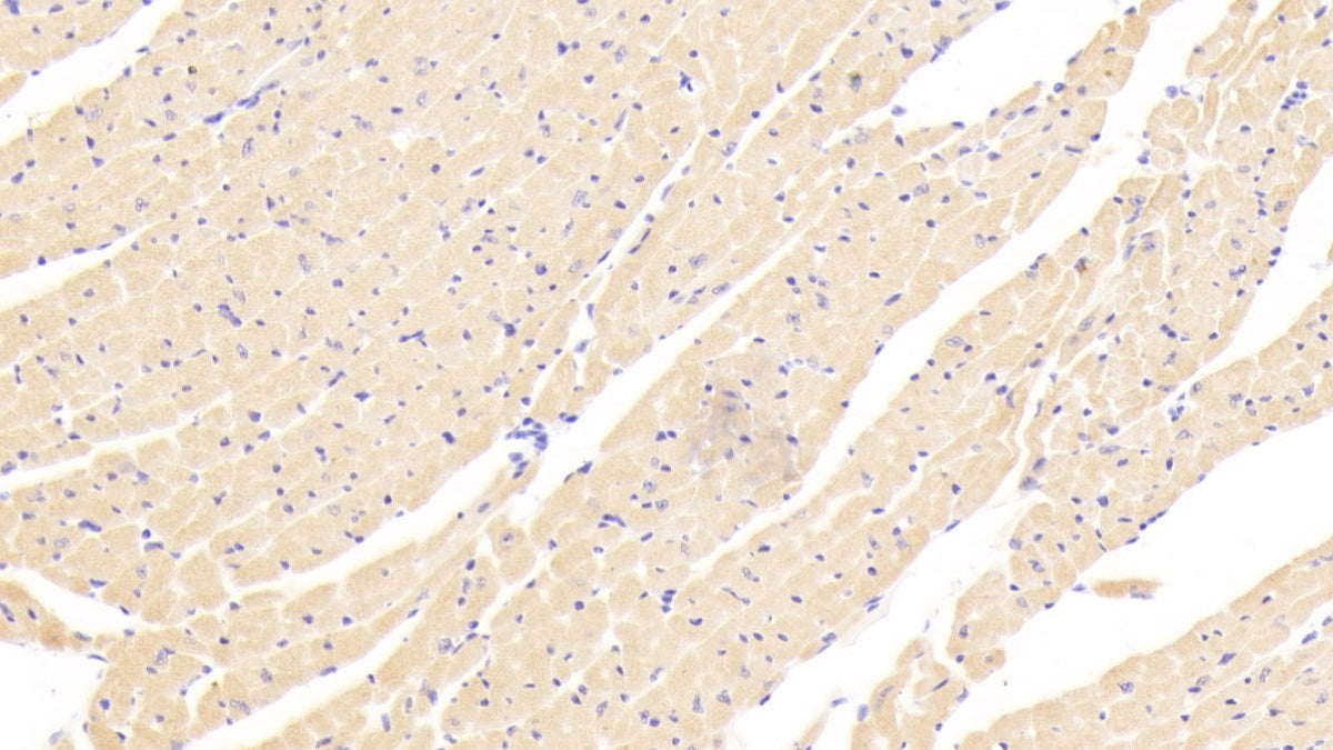 Angiopoietin Like Protein 4 (ANGPTL4) Polyclonal Antibody - image 4