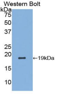 Alpha-Lactalbumin (aLA) Polyclonal Antibody - image 2