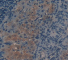 Alpha-Lactalbumin (aLA) Polyclonal Antibody - image 3
