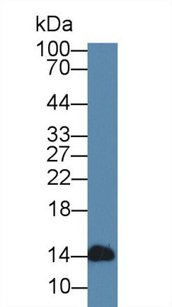 Alpha-Lactalbumin (aLA) Polyclonal Antibody - image 3