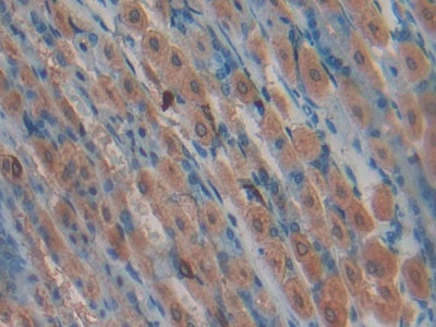 Alpha-Lactalbumin (aLA) Polyclonal Antibody - image 5