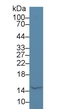 Western Blot; Sample: Recombinant protein.