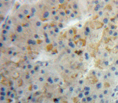 Alpha-Lactalbumin (aLA) Polyclonal Antibody - image 4
