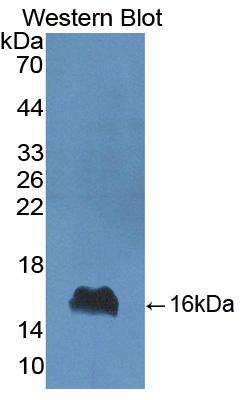 Alpha-Lactalbumin (aLA) Polyclonal Antibody - image 2