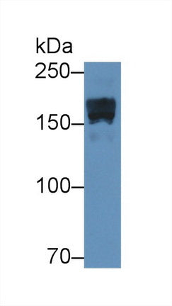 Alpha-2-Macroglobulin (a2M) Polyclonal Antibody - image 3