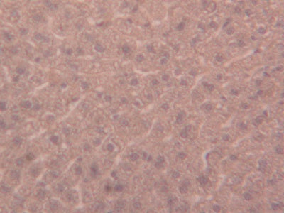 DAB staining on IHC-P; Samples: Mouse Testis Tissue.