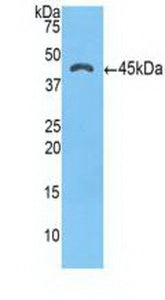 Alpha-1-Antichymotrypsin (a1ACT) Polyclonal Antibody - image 2