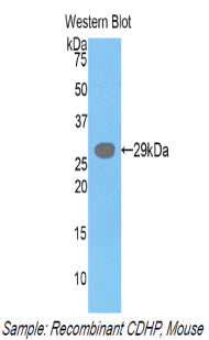 Placental Cadherin (P-cadherin) Polyclonal Antibody - image 2
