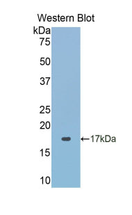 Western Blot; Sample: Lane1: Human Hela cell lysate; Lane2: Human MCF7 cell lysate;; Primary Ab: 3µg/ml Rabbit Anti-Mouse PDHb Antibody; Second Ab: 0.2µg/mL HRP-Linked Caprine Anti-Rabbit IgG Polyclonal Antibody;