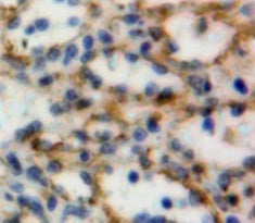 Cluster Of Differentiation 160 (CD160) Polyclonal Antibody - image 3