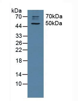 Western Blot; Sample: Recombinant CHRM1, Rat.
