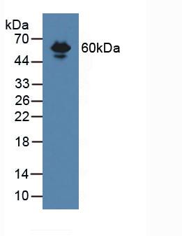 Western Blot; Sample: Recombinant ENG, Mouse.