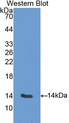 DAB staining on IHC-P; Samples: Mouse Liver Tissue; Primary Ab: 10µg/ml Rabbit Anti-Mouse ENG Antibody Second Ab: 2µg/mL HRP-Linked Caprine Anti-Rabbit IgG Polyclonal Antibody