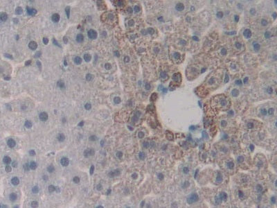 DAB staining on IHC-P; Samples: Mouse Kidney Tissue.