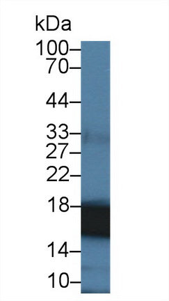 Western Blot; Sample: Recombinant protein.