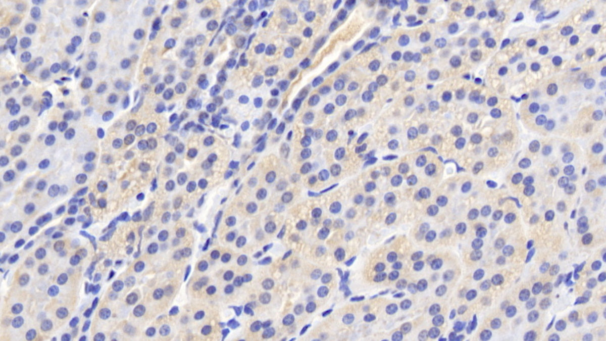 Cyclophilin A (CYPA) Polyclonal Antibody - image 5