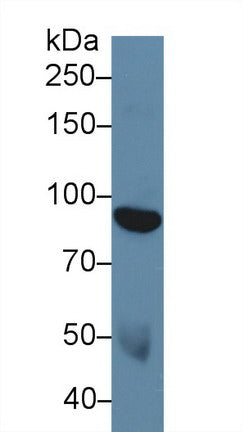 Western Blot; Sample: Recombinant DDR1, Human.