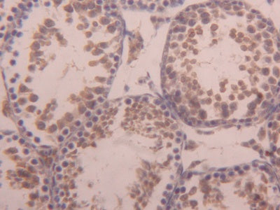 DAB staining on IHC-P; Samples: Mouse Testis Tissue)