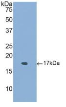 Western Blot; Sample: Lane1: Hela cell lysate; Lane2: Human Umbilical cord lysate; Lane3: Mouse Cerebellum lysate; Primary Ab: 4μg/ml Rabbit Anti-Human ACVR1 Antibody; Second Ab: 0.2µg/mL HRP-Linked Caprine Anti-Rabbit IgG Polyclonal Antibody;