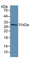Western Blot; Sample: Lane1: Human Serum; Lane2: Human Urine; Primary Ab: 1μg/ml Rabbit Anti-Human KLK1 Antibody; Second Ab: 0.2µg/mL HRP-Linked Caprine Anti-Rabbit IgG Polyclonal Antibody;