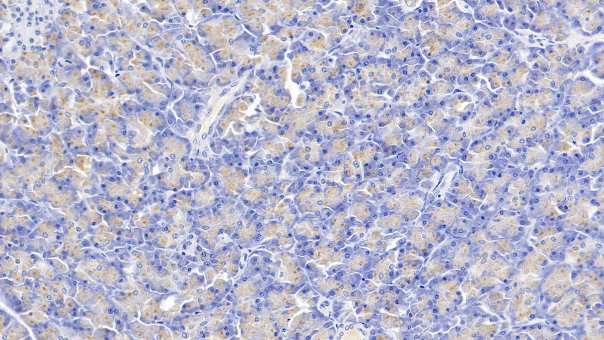 Kallikrein 1 (KLK1) Polyclonal Antibody - image 5